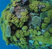 Keeper Reef Dive Site - Accommodation Adelaide