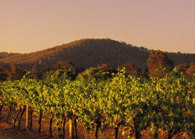 Taltarni Vineyards - Accommodation Adelaide 0