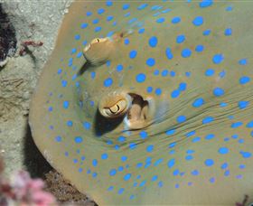 Cairns Central QLD Accommodation Adelaide