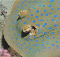 Jorgey's Patch Dive Site - Accommodation Adelaide