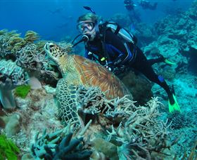 The Oasis Dive Site - Accommodation Adelaide 1