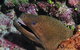 The Oasis Dive Site - thumb 2