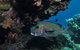 The Oasis Dive Site - thumb 3
