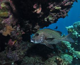 The Oasis Dive Site - Accommodation Adelaide 3