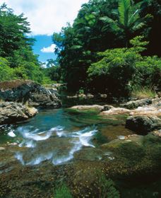Cedar Creek Falls - Accommodation Adelaide 1