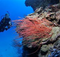 Three Sisters Dive Site - Accommodation Adelaide