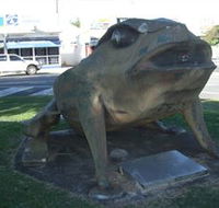 Big Cane Toad - Accommodation Adelaide