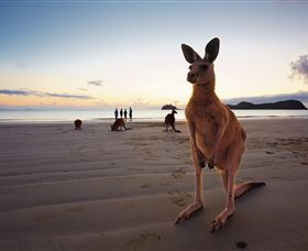 Wallabies On The Beach At Cape Hillsborough - Accommodation Adelaide 0