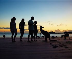 Wallabies On The Beach At Cape Hillsborough - Accommodation Adelaide 2