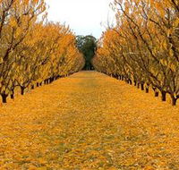 Sun Country on the Murray Farm Gate Trail - Accommodation Adelaide