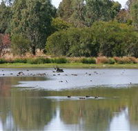 Cussen Park - Accommodation Adelaide