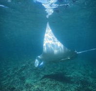 Manta Ray Bay Dive Site - Accommodation Adelaide