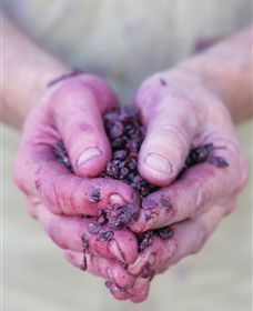 Granite Hills Winery - Accommodation Adelaide 3