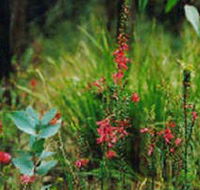 Enfield State Park - Accommodation Adelaide
