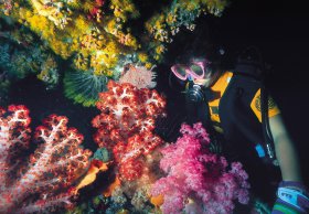 Bait Reef And Garys Lagoon Dive Site - Accommodation Adelaide 1