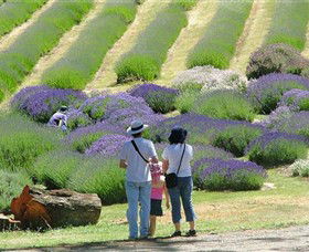 Yuulong Lavender Estate - Accommodation Adelaide 1