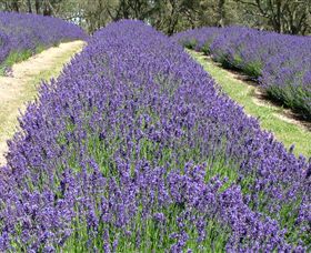 Yuulong Lavender Estate - Accommodation Adelaide 0