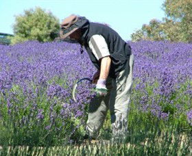 Yuulong Lavender Estate - Accommodation Adelaide 2