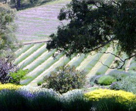 Yuulong Lavender Estate - Accommodation Adelaide 7
