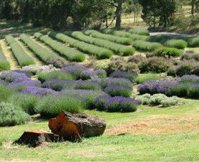 Yuulong Lavender Estate - Accommodation Adelaide 8