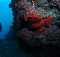 Stepping Stones Dive Site - Accommodation Adelaide