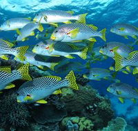 Challenger Bay Dive Site - Accommodation Adelaide