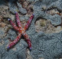 Clam Gardens Dive Site - Accommodation Adelaide