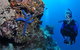 Lighthouse Bommie Dive Site - thumb 0