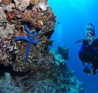 Lighthouse Bommie Dive Site - Accommodation Adelaide