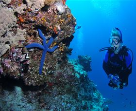 Lighthouse Bommie Dive Site - Accommodation Adelaide 0