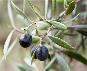 Wollundry Grove Olives - Accommodation Adelaide 2