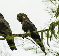 Conimbla National Park - Accommodation Adelaide