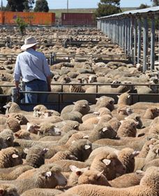 Livestock Marketing Centre - Accommodation Adelaide 0