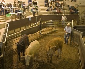 Livestock Marketing Centre - Accommodation Adelaide 1