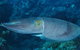 Snake Pit Dive Site - thumb 1
