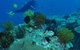 Snake Pit Dive Site - thumb 2