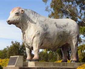 Rockhampton Bull Statues - Accommodation Adelaide 1