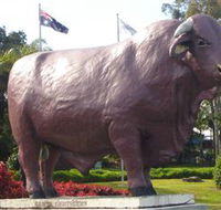 Rockhampton Bull Statues - Accommodation Adelaide