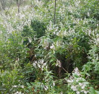 Snowgum walking track - Accommodation Adelaide