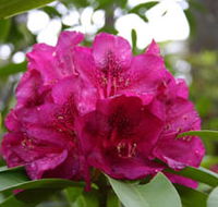 Campbell Rhododendron Gardens - Accommodation Adelaide