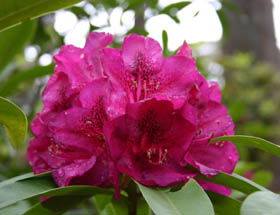 Campbell Rhododendron Gardens - Accommodation Adelaide 0