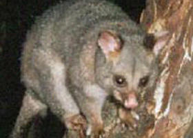 Moondarra State Park - Accommodation Adelaide 0