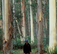 Blue Gum Forest - Accommodation Adelaide