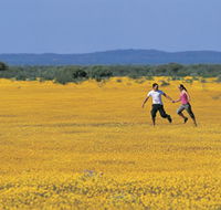 Wildflowers of the Mid West - Accommodation Adelaide