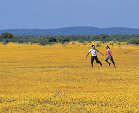 Wildflowers Of The Mid West - Accommodation Adelaide 0