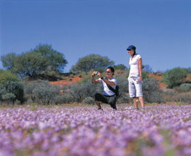 Wildflowers Of The Mid West - Accommodation Adelaide 1
