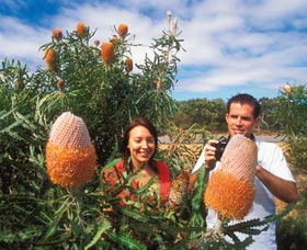 Wildflowers Of The Mid West - Accommodation Adelaide 3