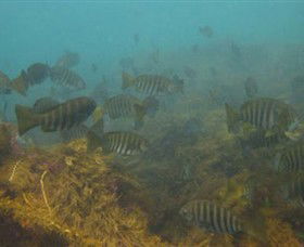 Bunurong Marine And Coastal Park - Accommodation Adelaide 0