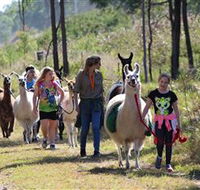 Ottaba Llamas - Accommodation Adelaide