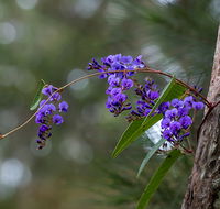 Mann River Nature Reserve - Accommodation Adelaide